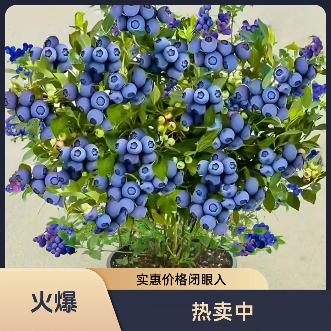 咬春正品花香F6蓝莓苗带果发货南北方种植盆栽地栽新手好养活