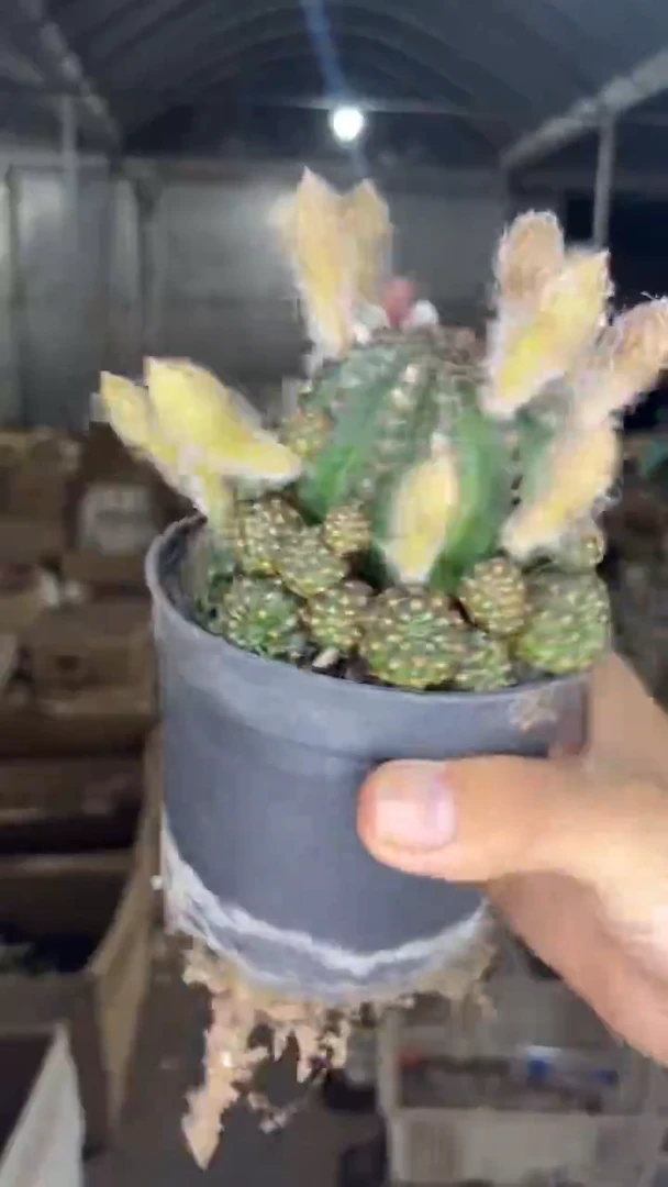 黄仙玉【带根】不指定带花苞