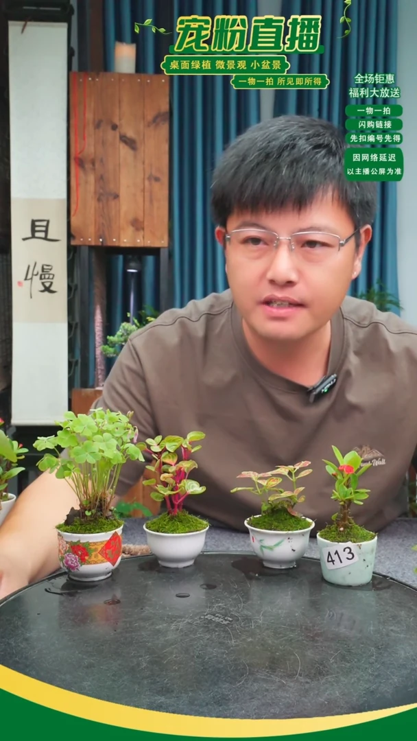 无花朵一***️苔藓微景观413号