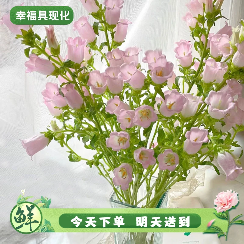 【次日达·浅粉风铃】鲜花浅粉风铃1扎鲜切花生活鲜花·基地直发·批发·全场京东包邮次日达