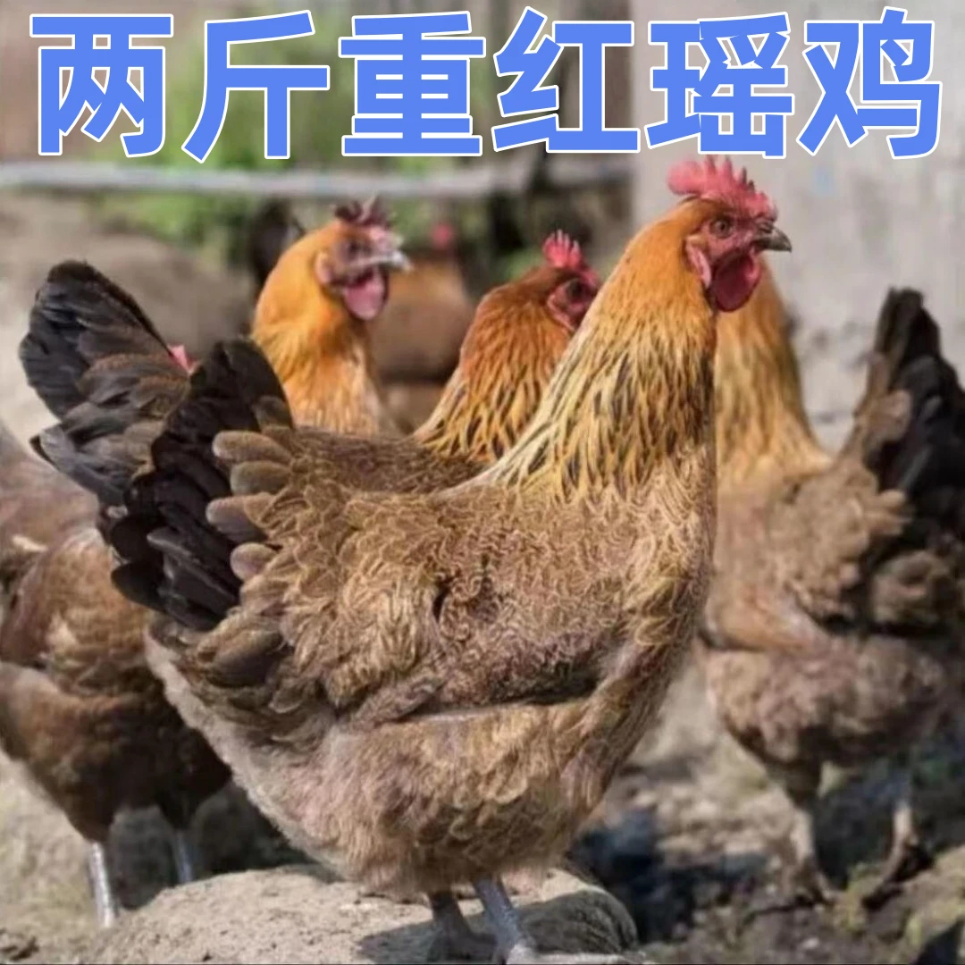 【鸡场直发】两斤重宠物鸡红瑶鸡农家散养土鸡