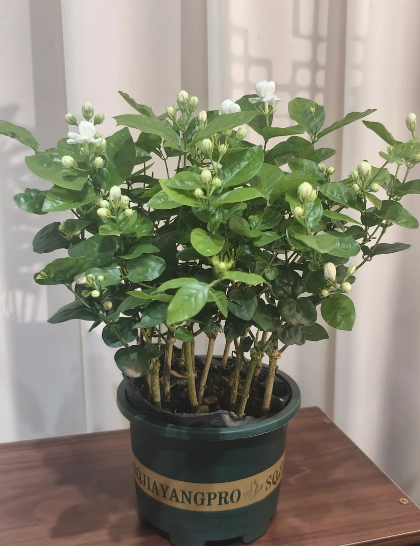 横州市培育基地带花苞重瓣香水茉莉花盆栽可地栽清香开花室内外养