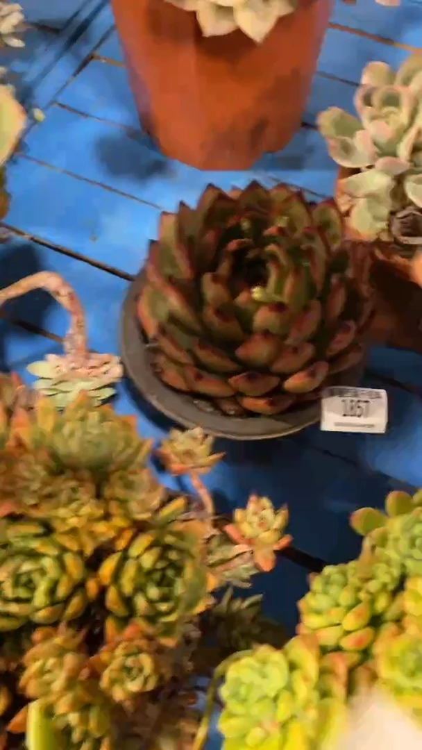 【闪购商品】1857不知名