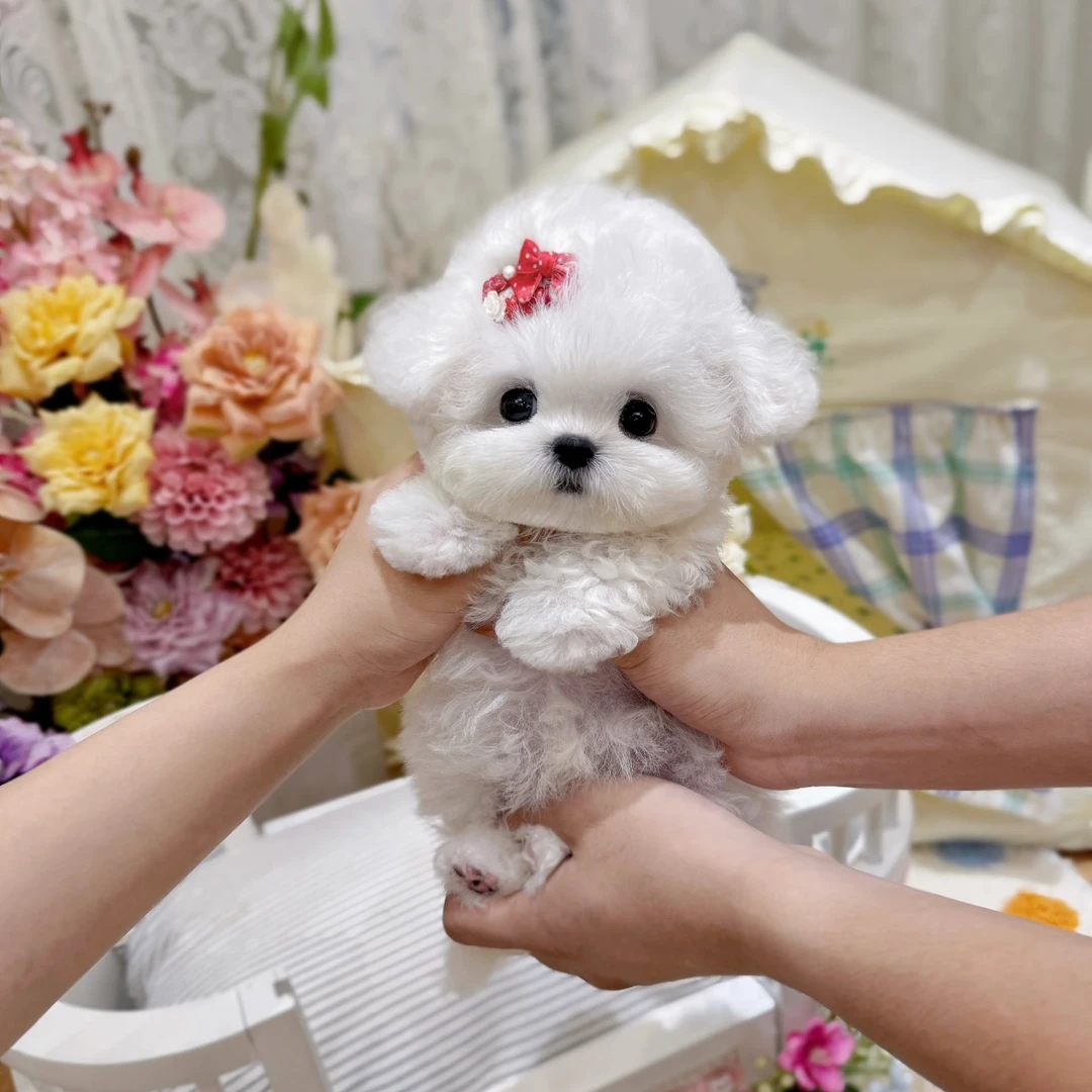 【来宠宠物社】萌宠活体狗狗全款链接