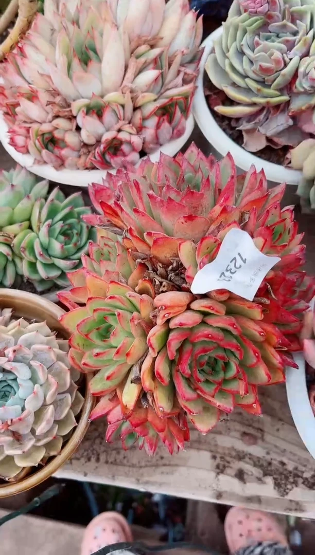 12323多肉植物一物一拍