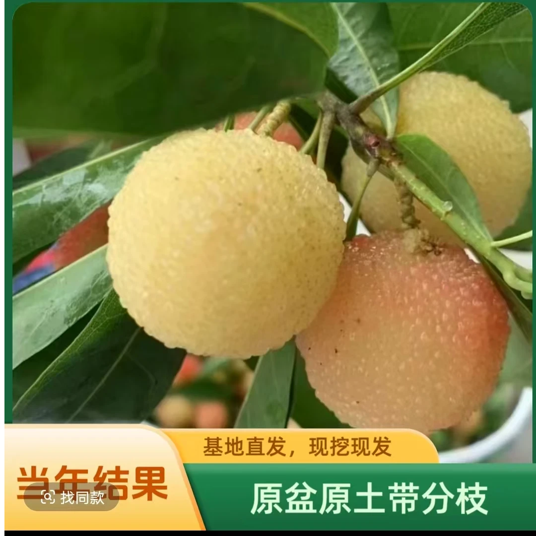 d当年结果改良南北方耐寒耐热果树水晶杨梅盆栽果树苗四季地栽庭