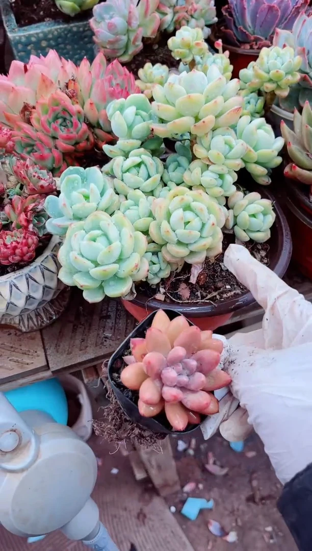 13079多肉植物一物一拍