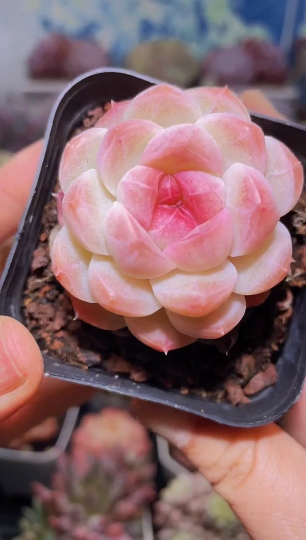 【闪购商品】336蜜桃