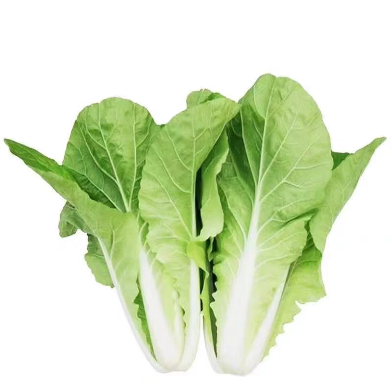 云南新鲜迷你小白菜清脆多汁涮火锅煮清汤煮面条营养丰富