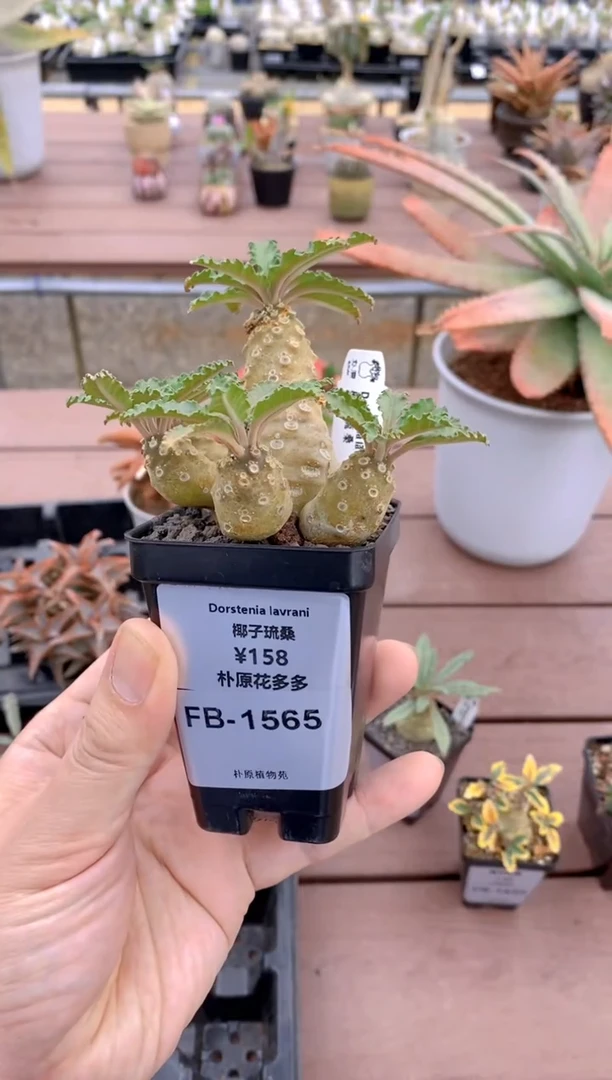 【闪购商品】椰子琉桑FB-1565