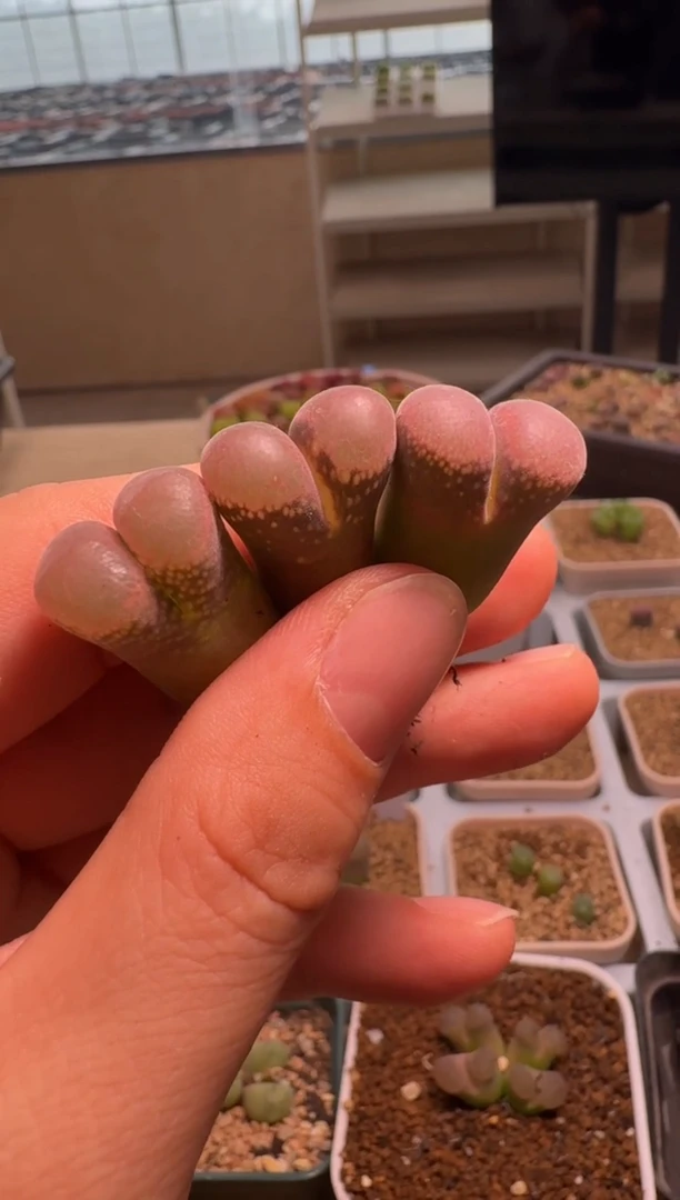 美丽的肉石头-516