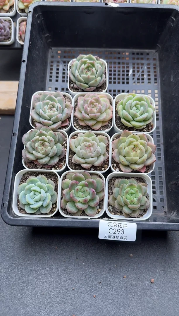 珍妮杂交多肉C293