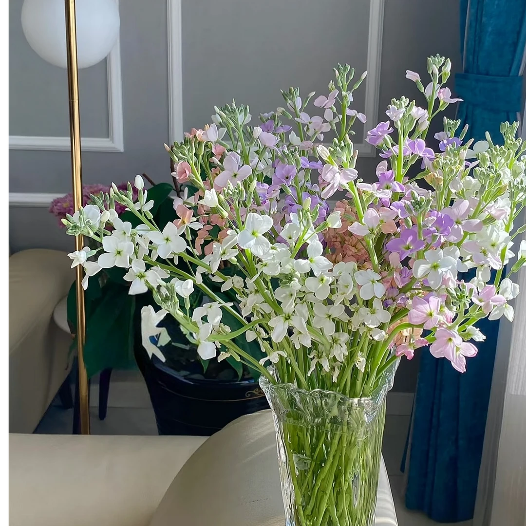 【买一送一】白粉紫混色单瓣香香紫罗兰带香味基地鲜花直发家养水养