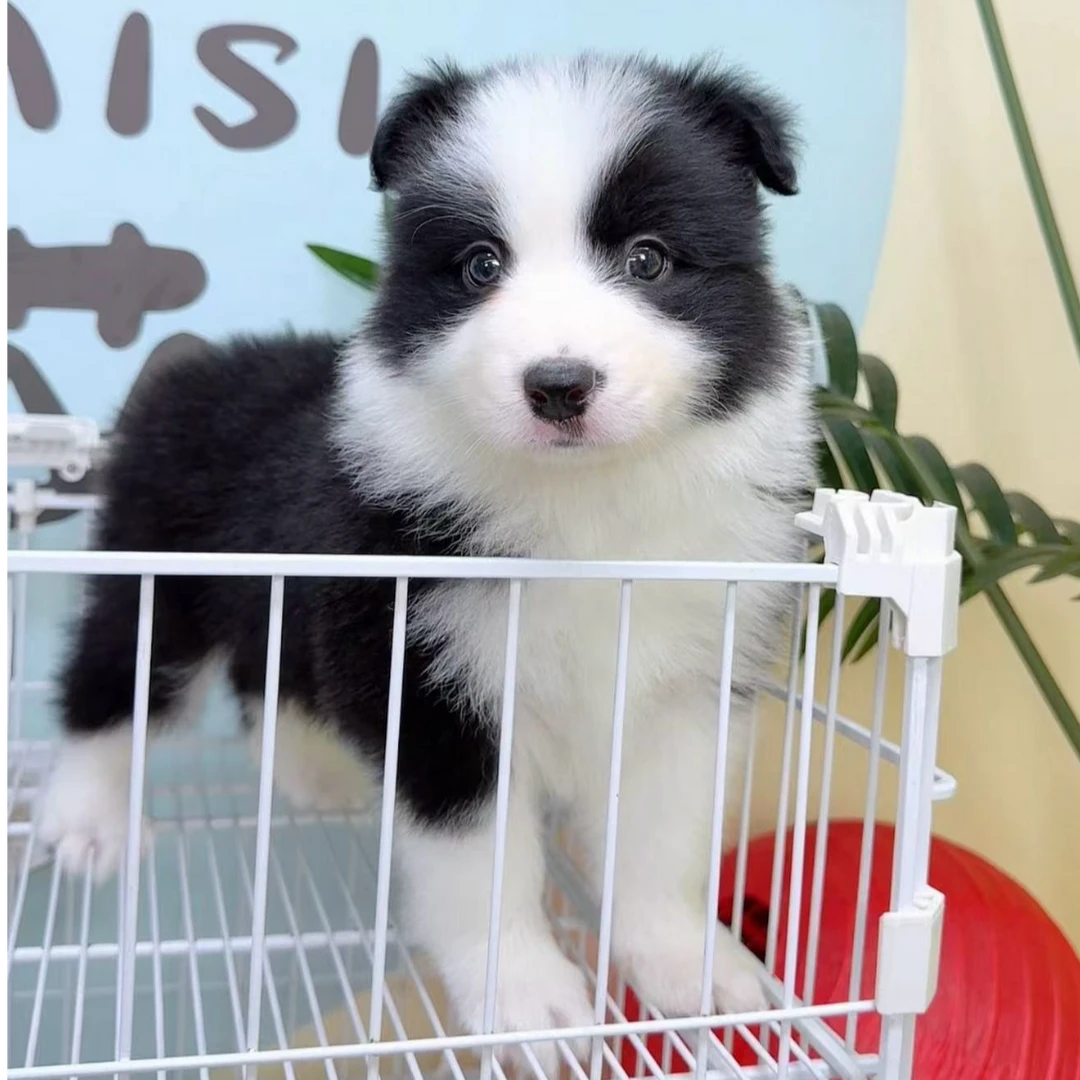 奶思家-黑白边牧公可爱弟弟01101021边境牧羊犬