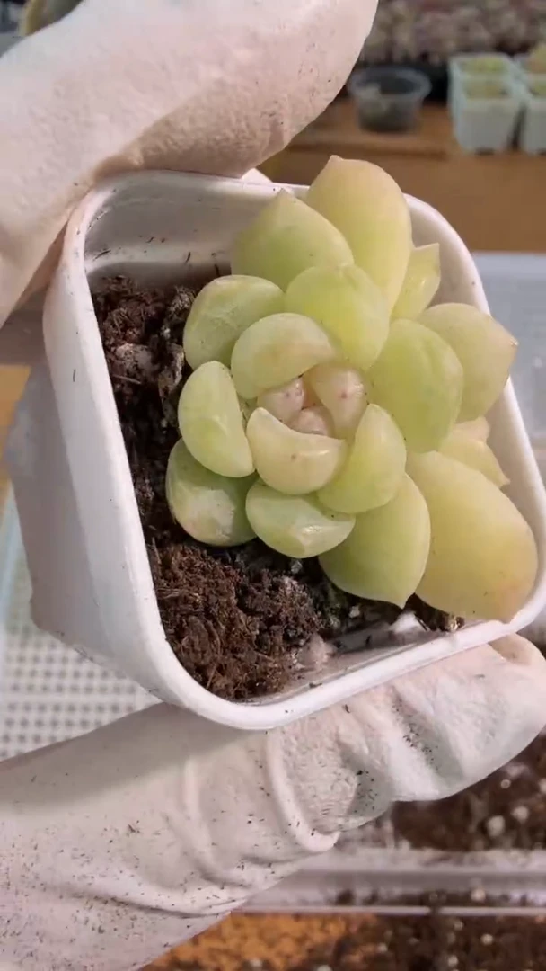 CF615五方一盆 单双混 量拍混发