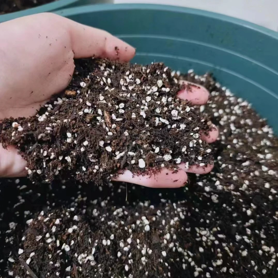 月季种植土四季开花