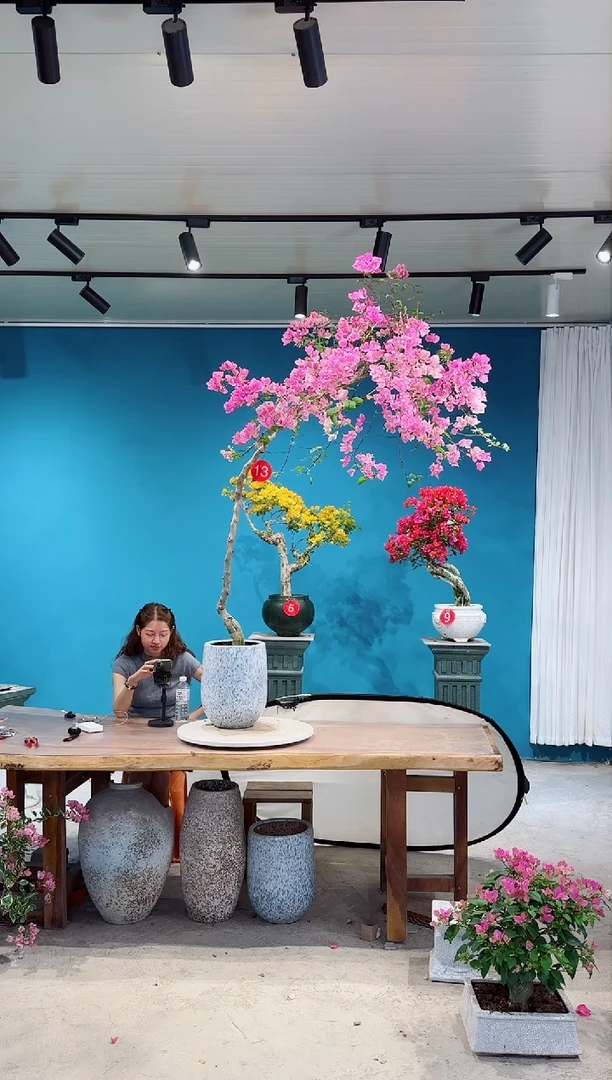 全部花朵S****?漳红樱三角梅