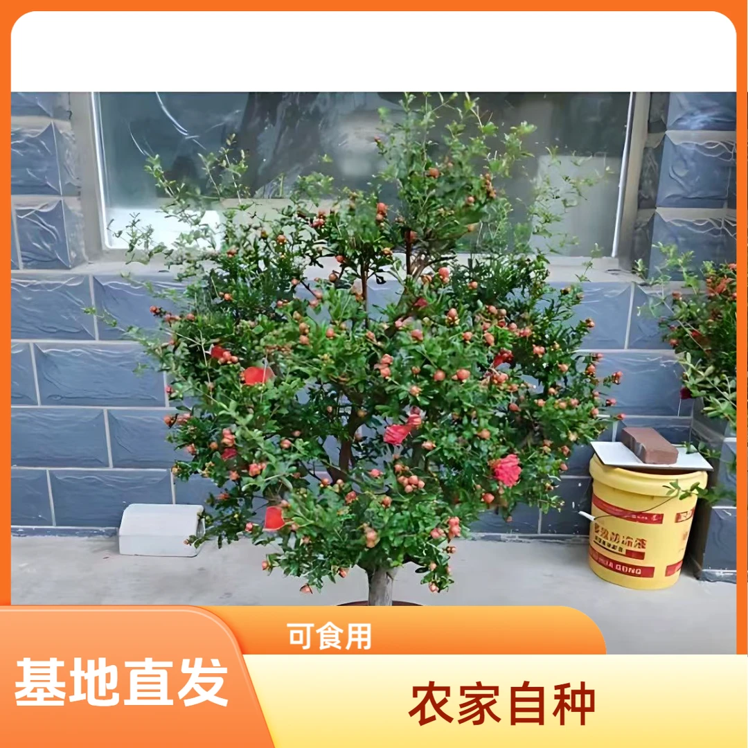 办公室净化绿植盆栽石榴树石榴老桩