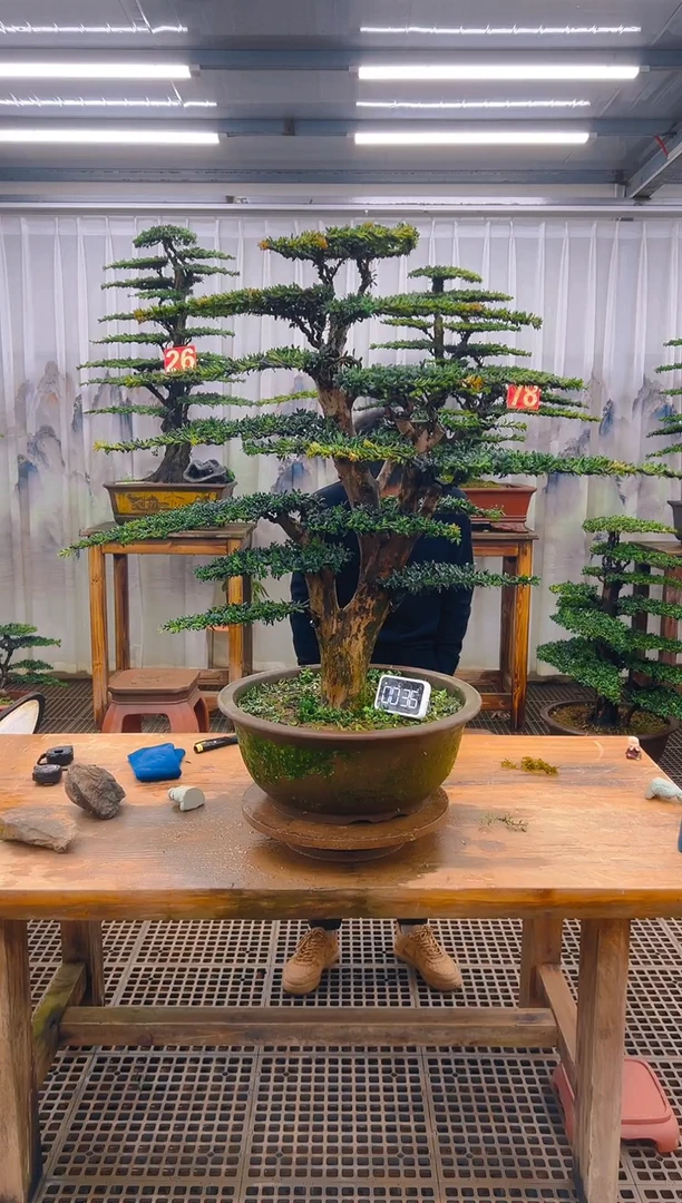 无花朵精品盆景直播间一物一拍