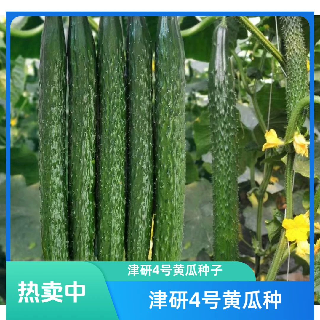 【拍2送1】津研4号黄瓜种子家庭种植可盆栽可地栽农家