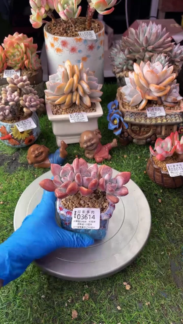 昆明印象多肉03614