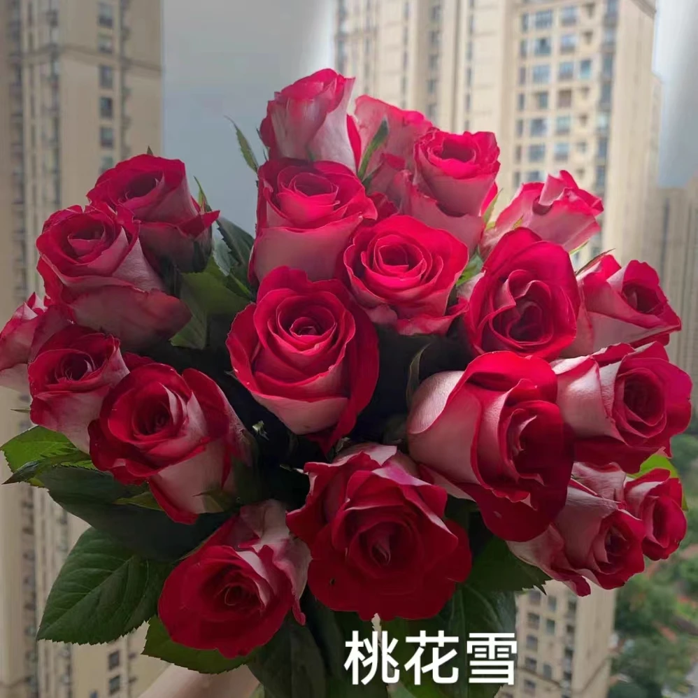 桃花雪中苗 四季开花