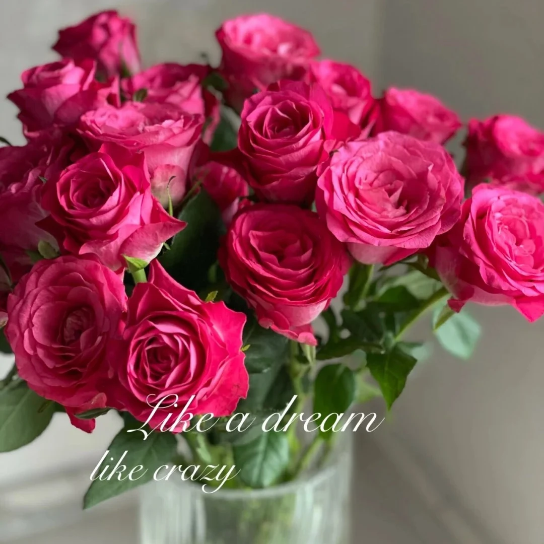 【初心】粉色玫瑰花期超长【5℃以下地区必拍保温棉 不拍冻坏不售后】