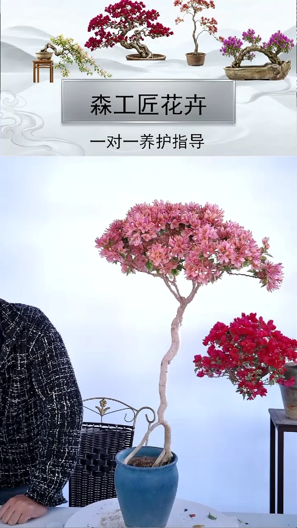 以实际为准三角梅1111