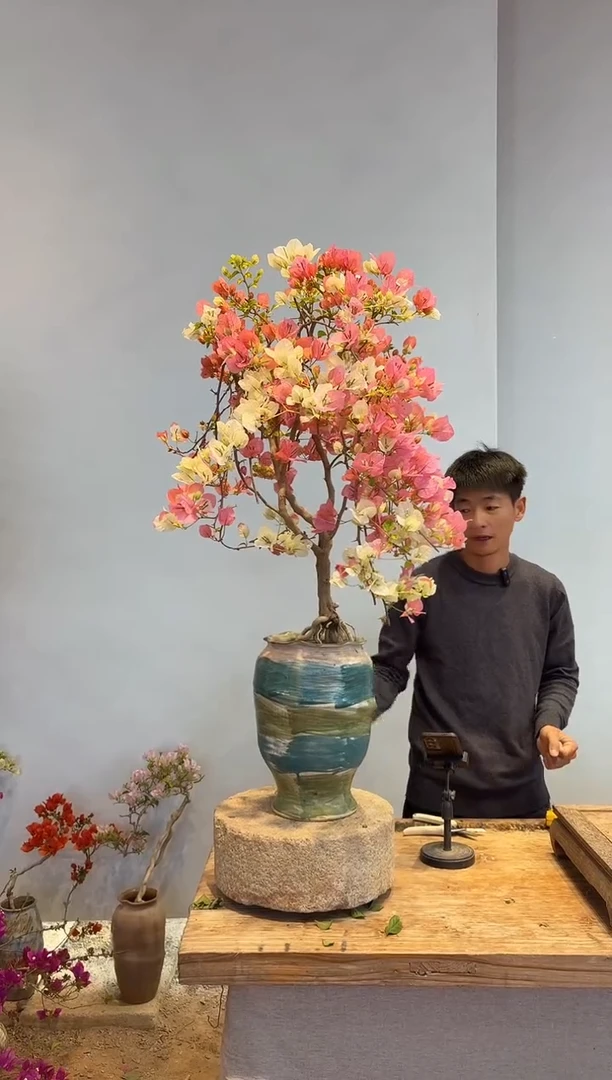 以实际为准三角梅20