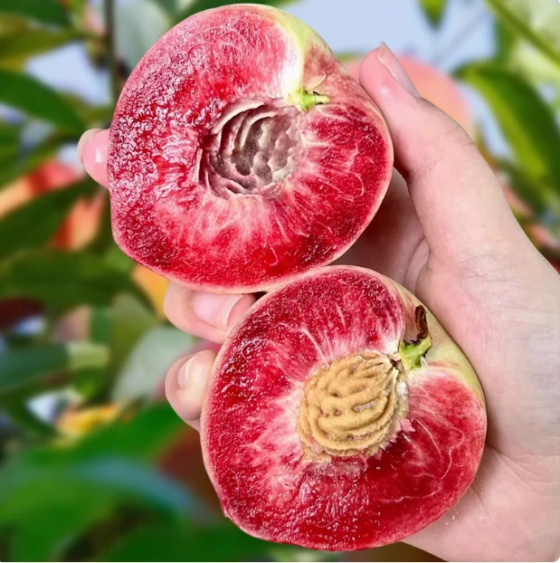 湖北正宗血桃新鲜水果4.5斤整箱当季孕妇红心甜脆桃子非水蜜桃