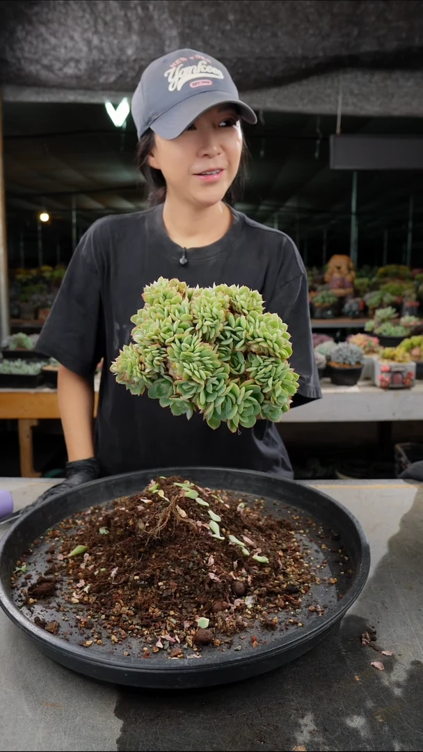 淘*?0001号牡丹亭缀