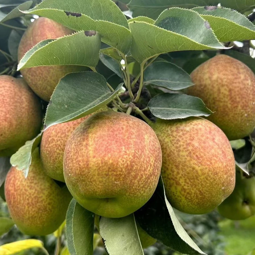 2025年正宗库尔勒香梨原产地直发全国包邮