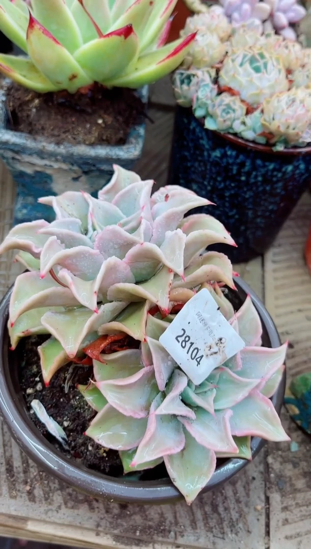 28104多肉植物一物一拍