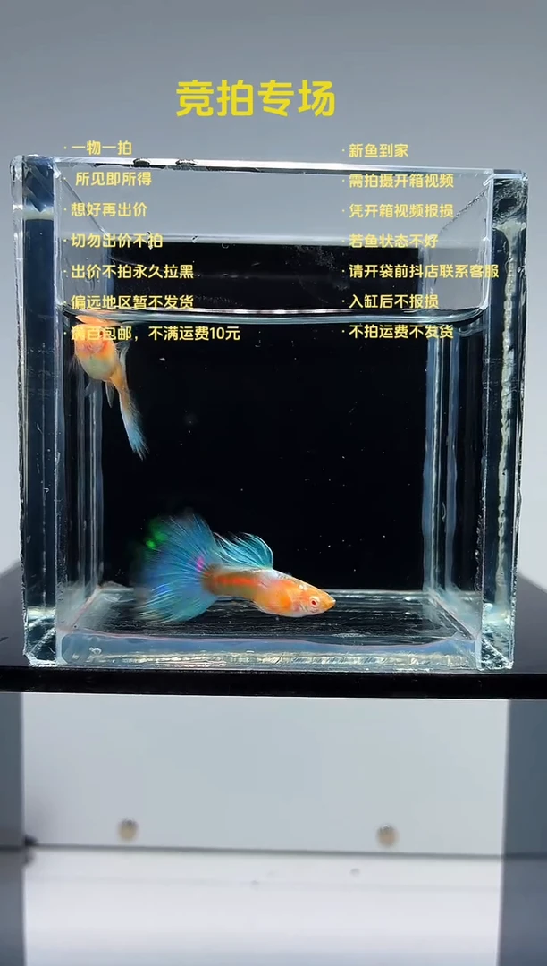 孔雀鱼蓝白飞船一对-8