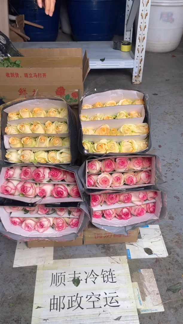 艾沙20枝+香槟20枝