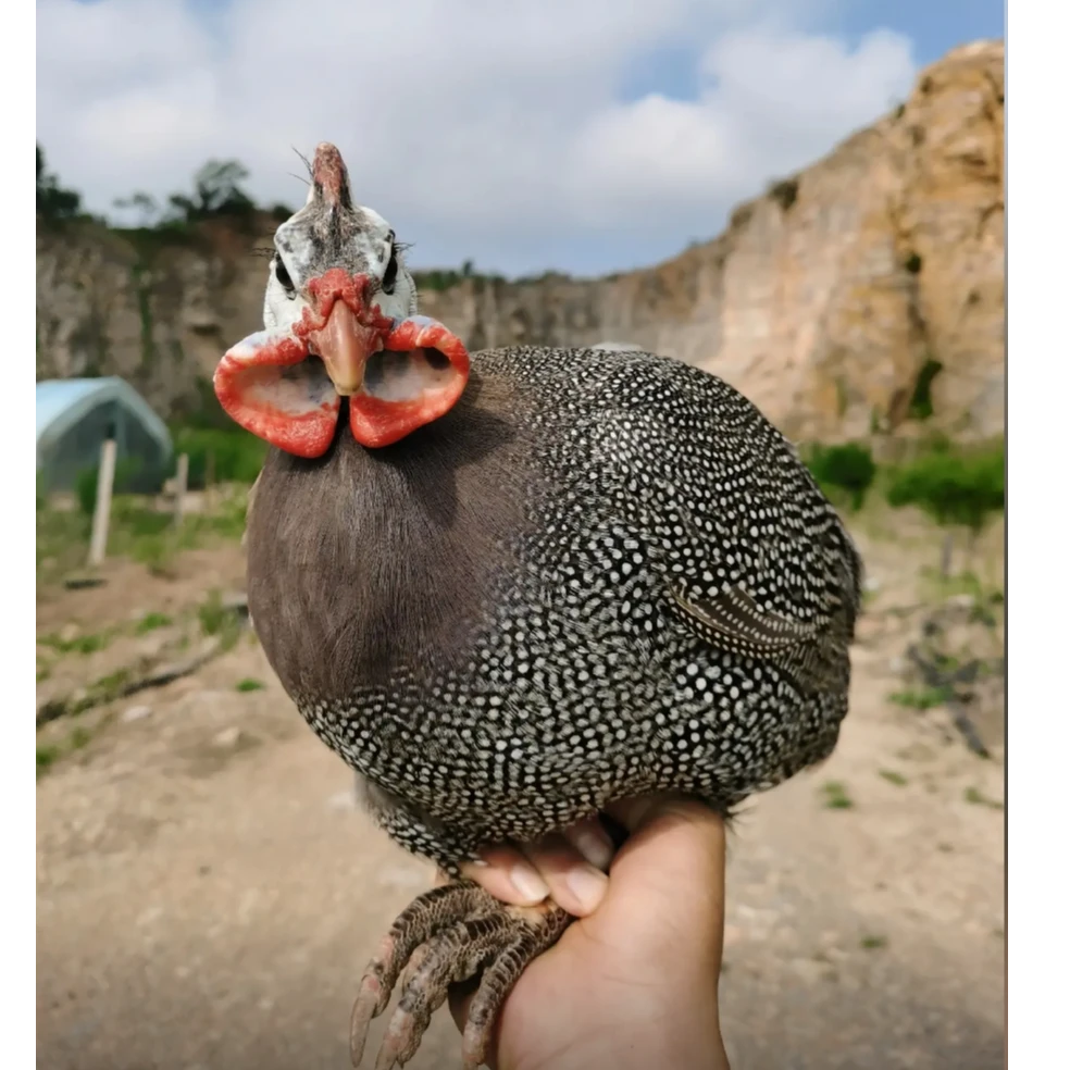 6两正宗珍珠鸡散养溜达鸡宠物鸡顺丰包邮