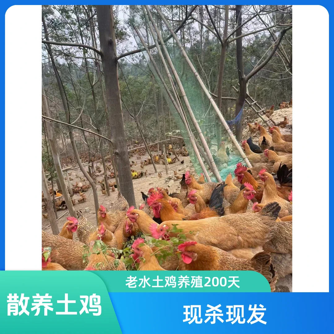 农村散养老水生态土鸡养殖200天宠粉价现杀现发（到手两只杀好6斤左右）