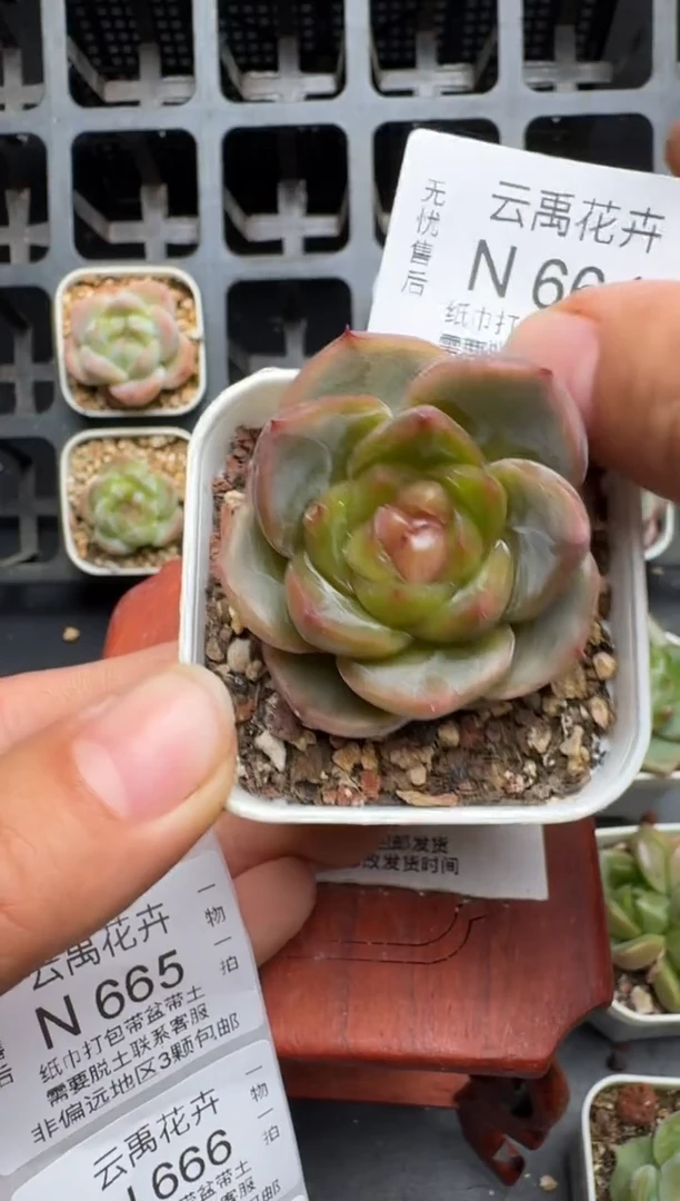 664N当天拍3颗包柚 脱土发纸巾打包 云禹花卉 珍妮多肉植物