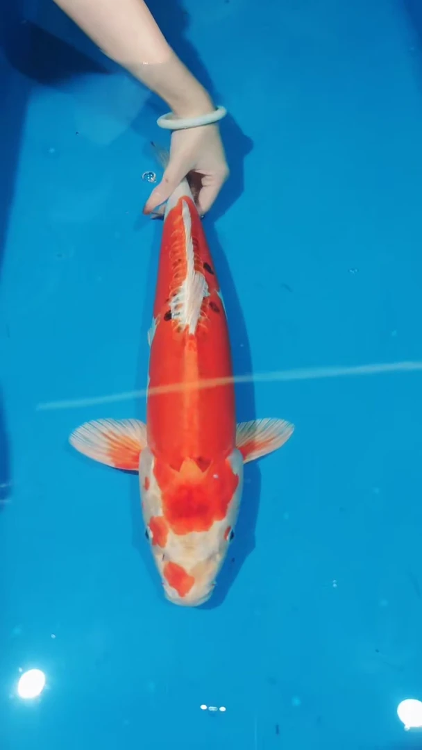 锦鲤22-尾形秋翠（锦鲤统一发顺丰空运到付）