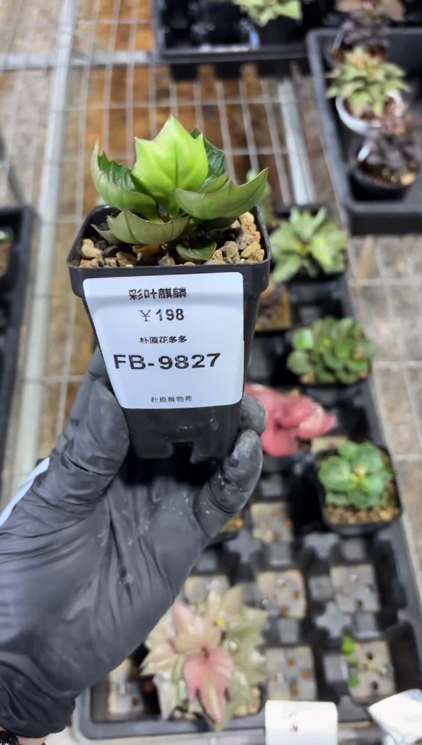 ?****?彩叶麒麟FB-9827