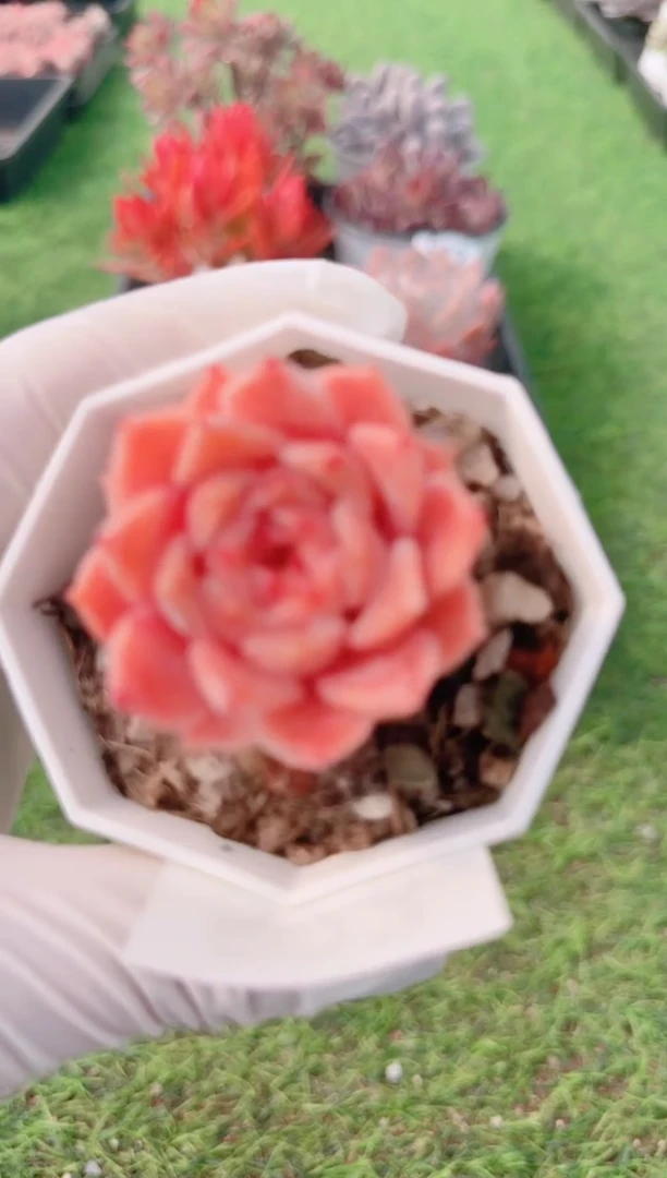 【闪购商品】梦会多肉一物一拍