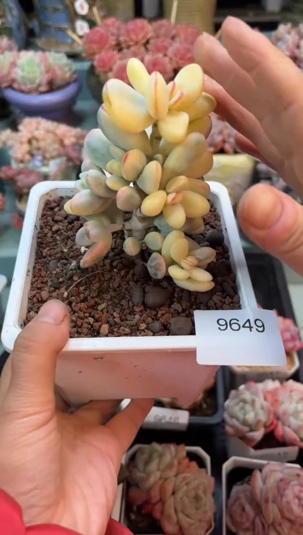 9649单头乒乓锦多肉