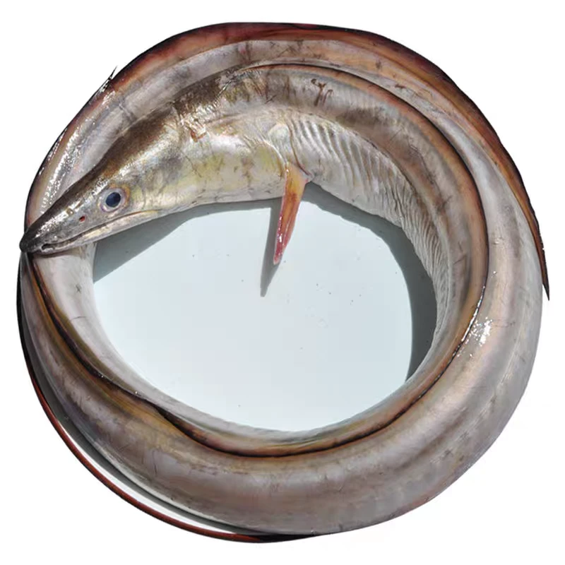 野生海鳗鱼5斤（整条新鲜发货）