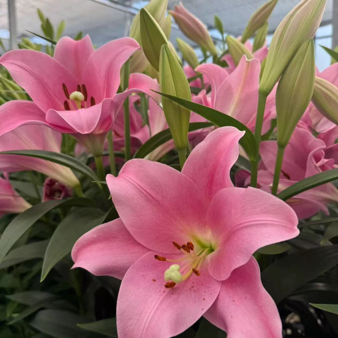 乔乔花屋 1球粉铁炮瓦雷泽20/22cm喇叭百合球 不带盆土