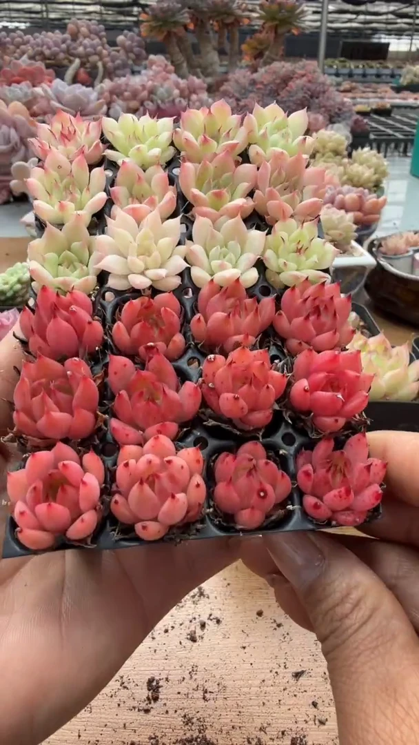 东云多肉园二店-164