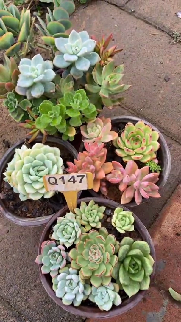 Q147多肉组合默认脱土发货