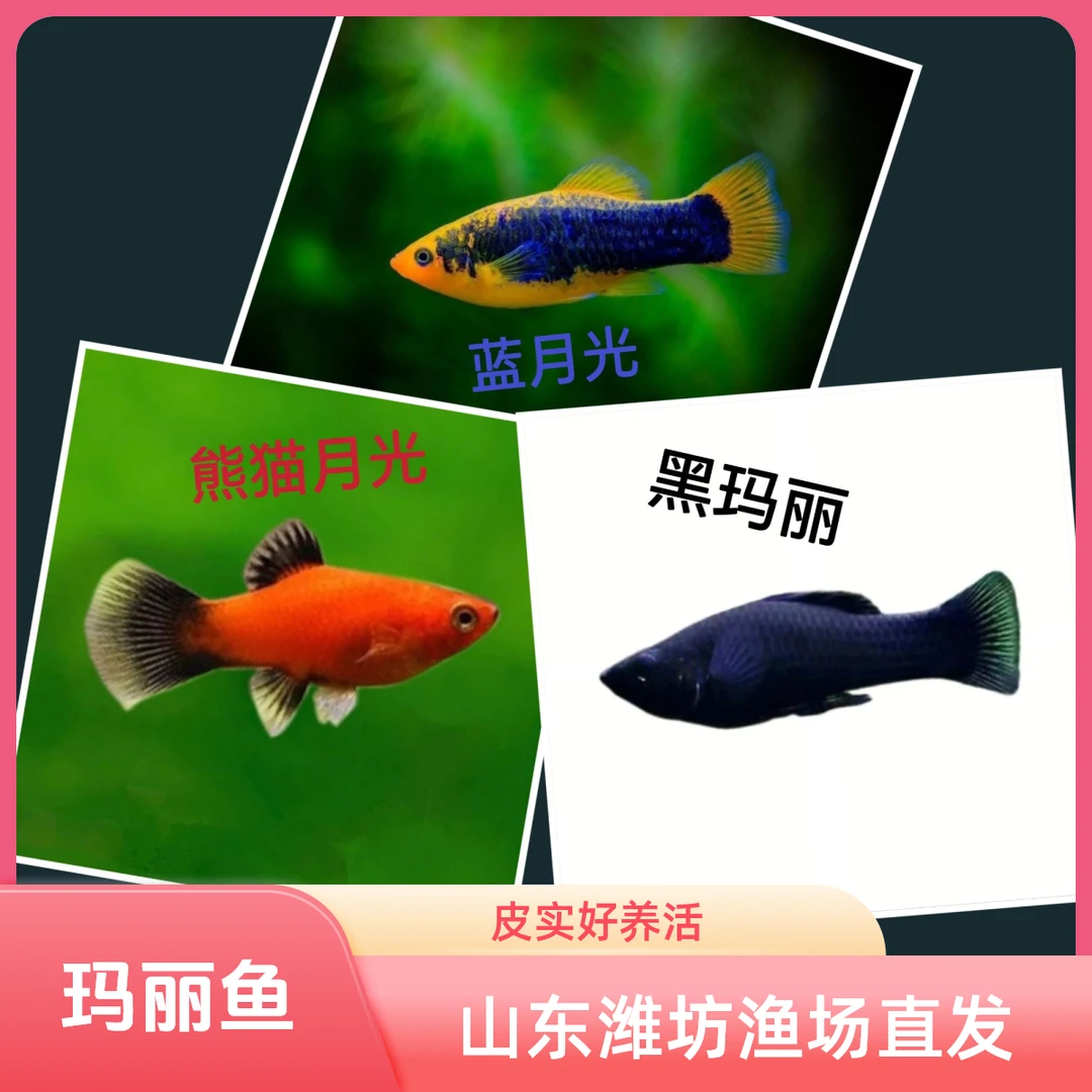 玛丽鱼小型观赏鱼胎生鱼能生小鱼