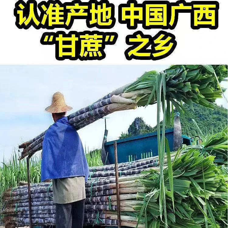 【王路军】广西黑皮甘蔗手撕甘蔗新鲜应季水果孕妇水果甘蔗煮水