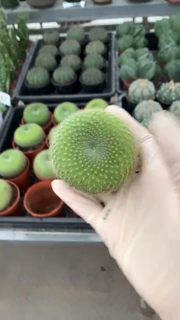 中号绿雪光1颗，6厘米左右，裸根发货