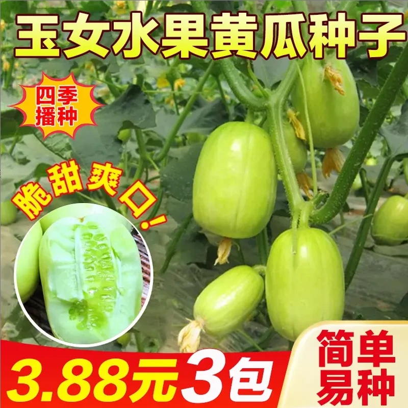 【到手三包】玉女黄瓜种子家庭阳台小院盆栽地栽四季种植